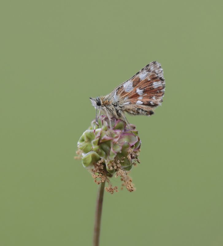 Kalkgraslanddikkopje / Red Underwing Skipper