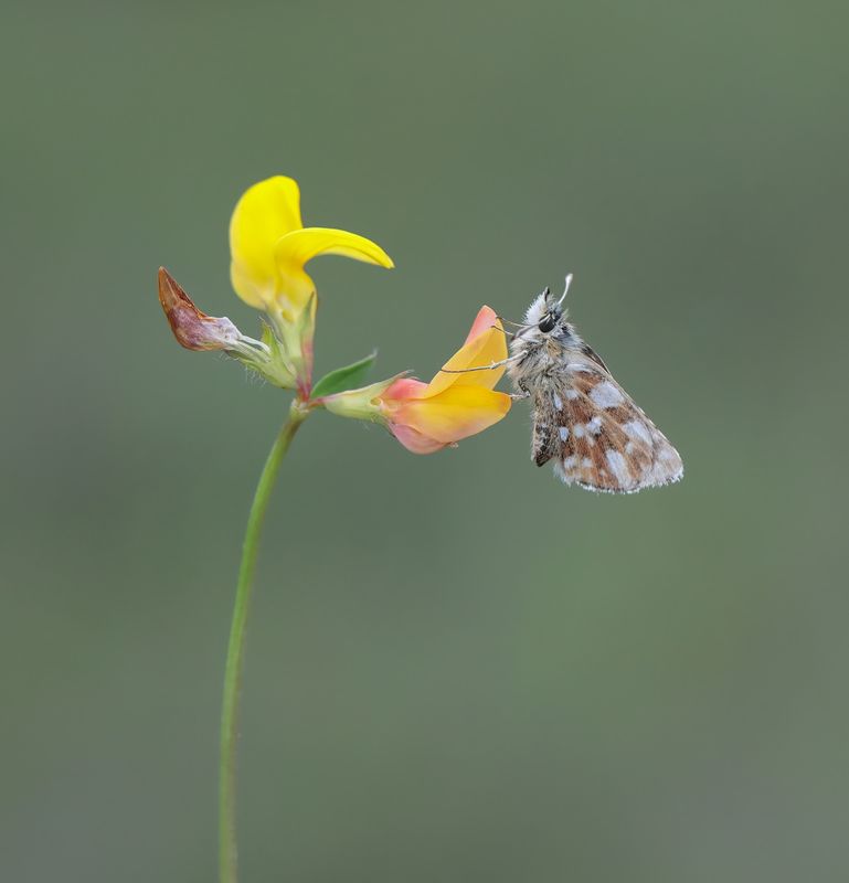 Kalkgraslanddikkopje / Red Underwing Skipper
