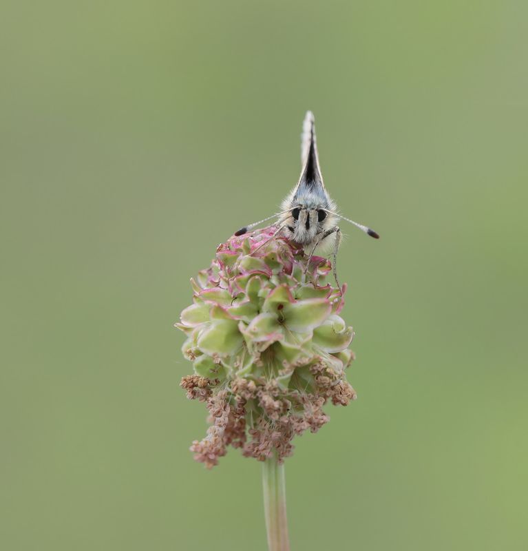 Kalkgraslanddikkopje / Red Underwing Skipper