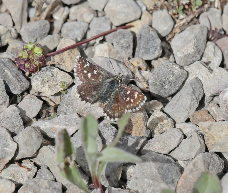 Kalkgraslanddikkopje / Red Underwing Skipper