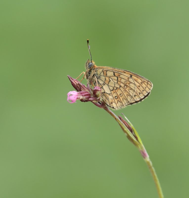 Ringoogparelmoervlinder / Bog Fritillary