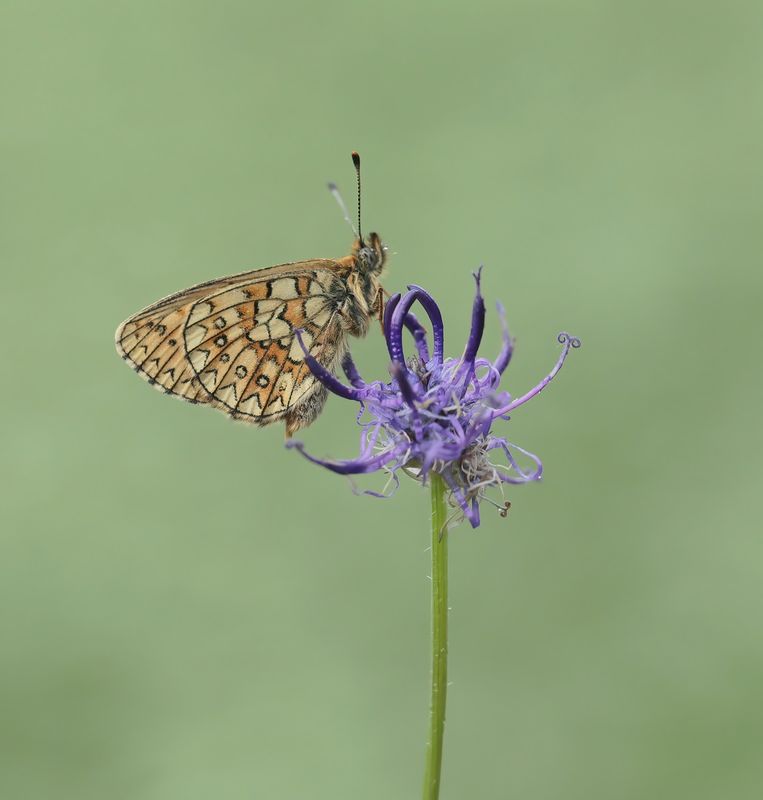 Ringoogparelmoervlinder / Bog Fritillary