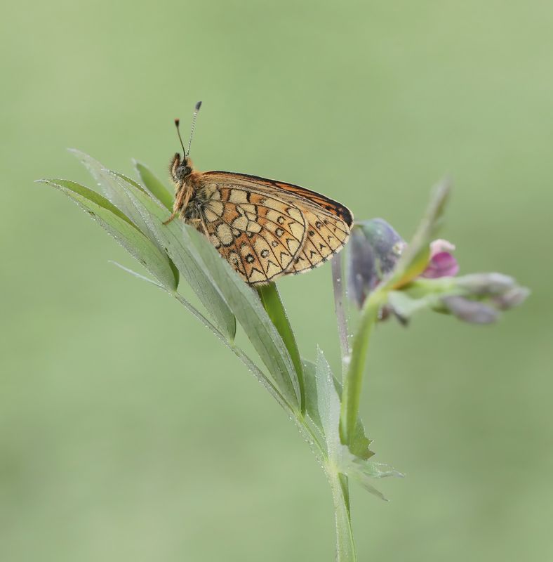 Ringoogparelmoervlinder / Bog Fritillary