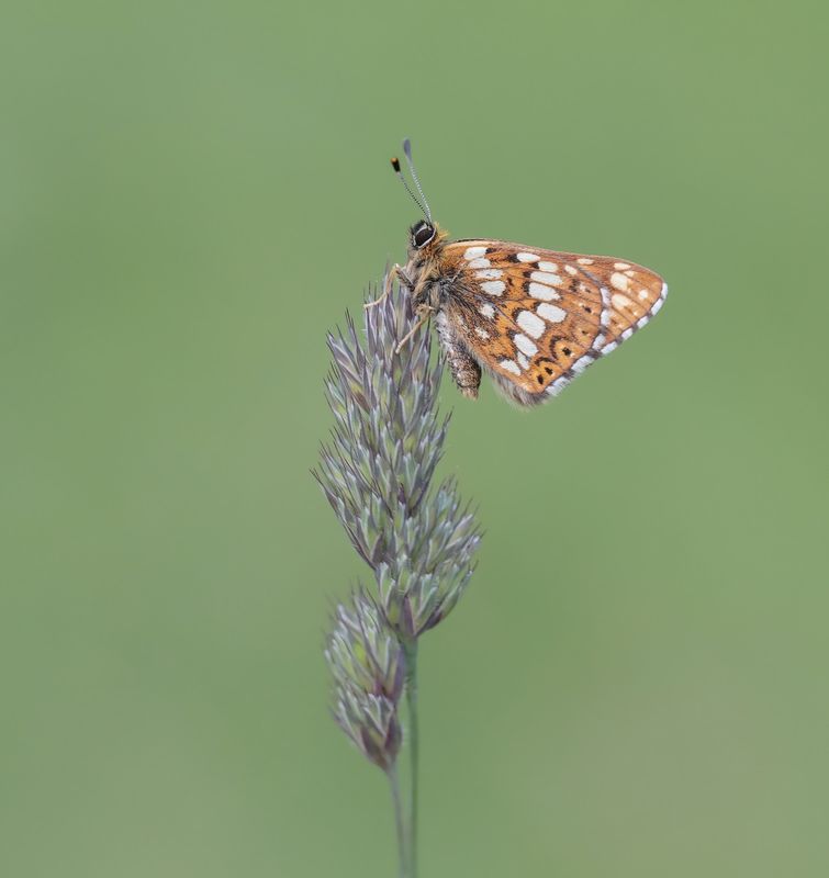 Sleutelbloemvlinder / Duke of Burgundy
