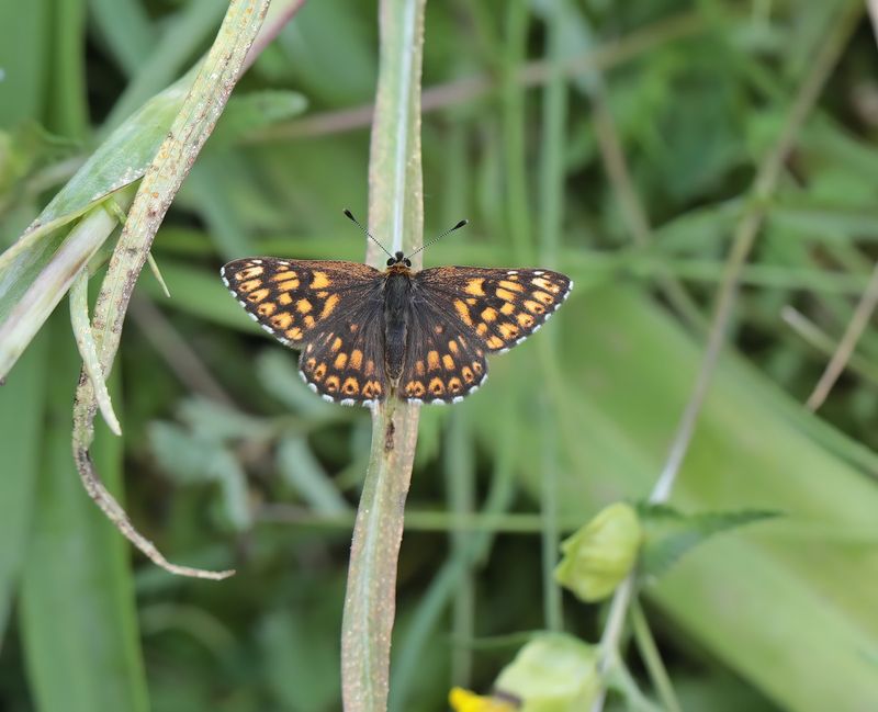 Sleutelbloemvlinder / Duke of Burgundy