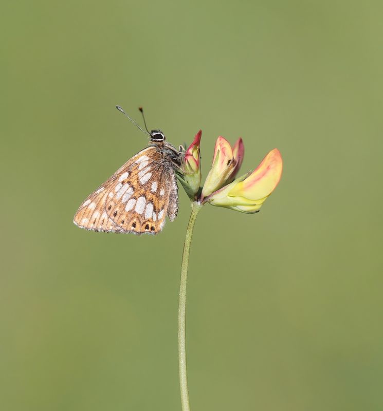 Sleutelbloemvlinder / Duke of Burgundy