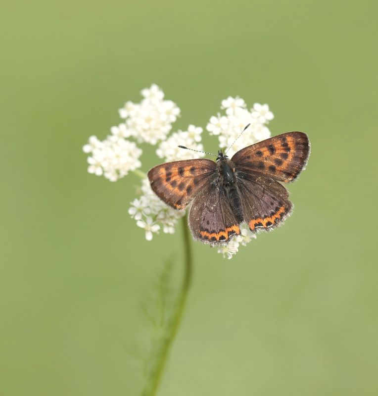 Blauwe Vuurvlinder / Violet Copper