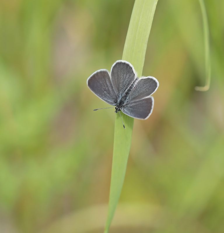 Dwergblauwtje / Little Blue, Small Blue