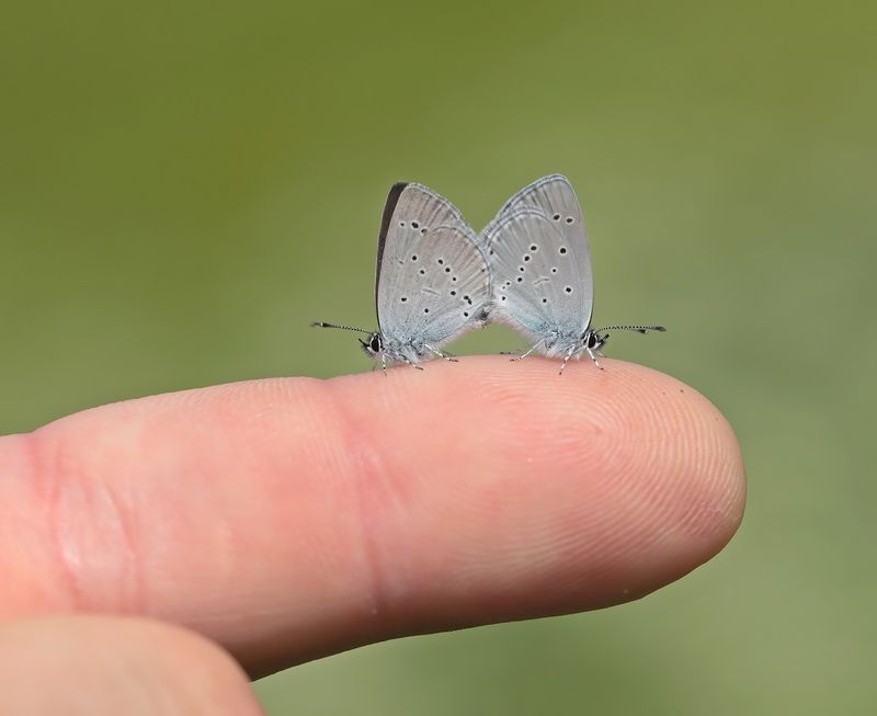 Dwergblauwtje / Little Blue, Small Blue