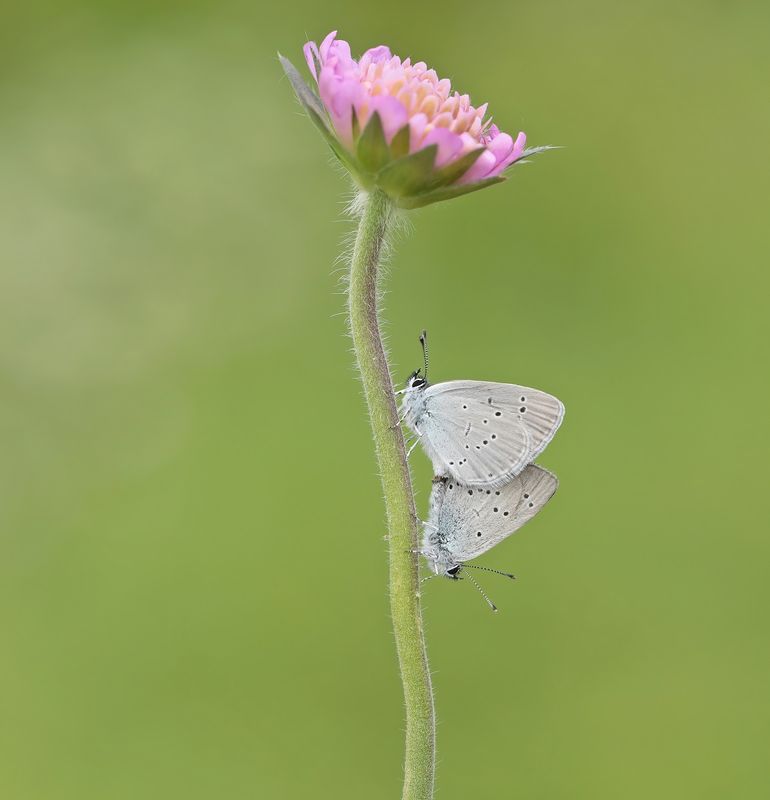 Dwergblauwtje / Little Blue, Small Blue
