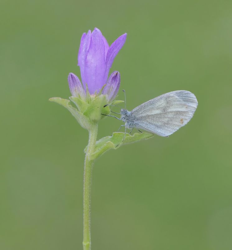 Boswitje / Wood White