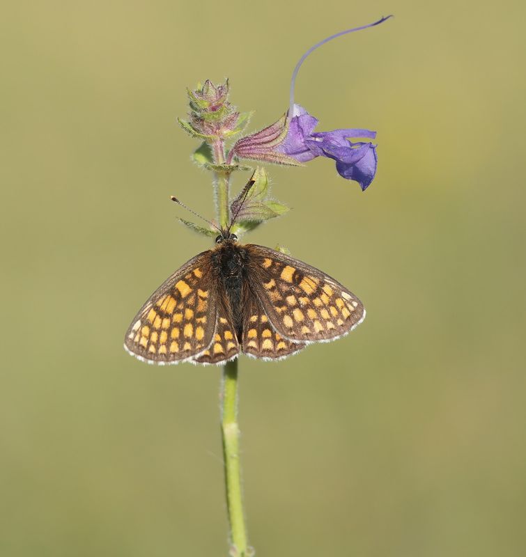 Bosparelmoervlinder / Heath Fritillary