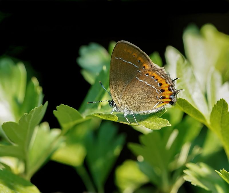 Pruimenpage / Black Hairstreak