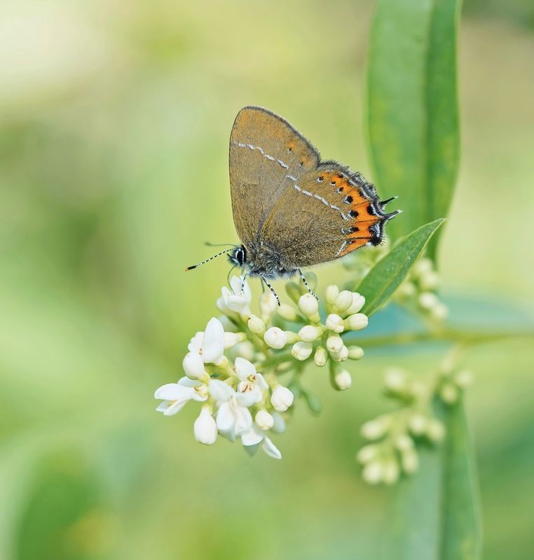 Pruimenpage / Black Hairstreak