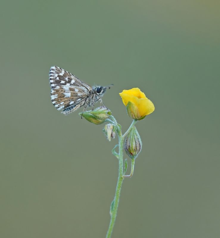 Aardbeivlinder / Grizzled Skipper