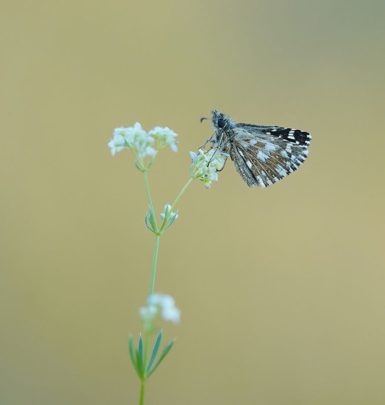 Aardbeivlinder / Grizzled Skipper