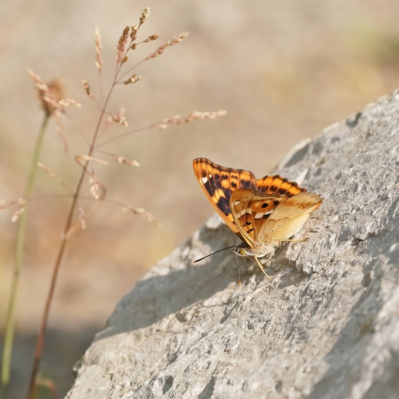 Kleine Weerschijnvlinder / Lesser Purple Emperor