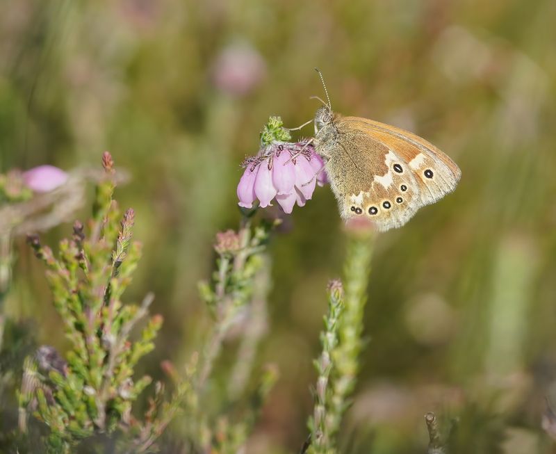 Veenhooibeestje / Large Heath