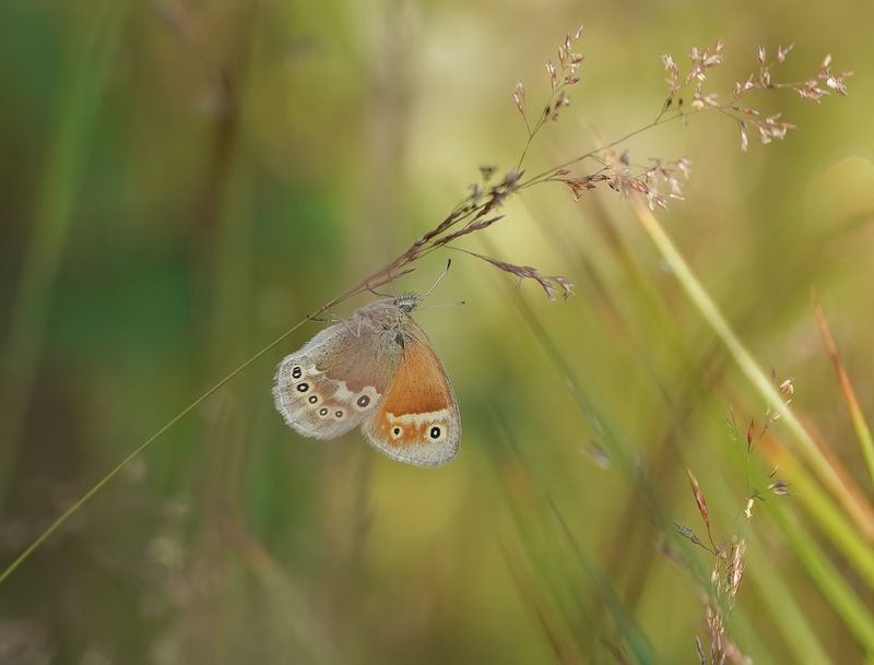 Veenhooibeestje / Large Heath
