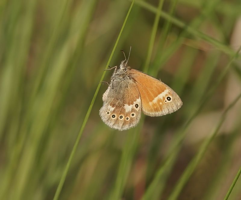 Veenhooibeestje / Large Heath