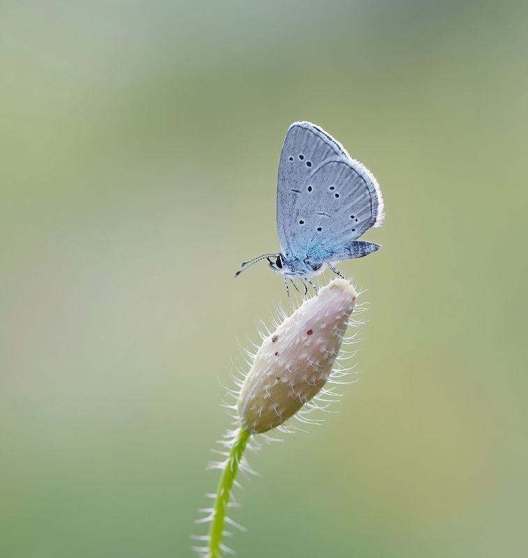 Zuidelijk Dwergblauwtje / Osiris Blue