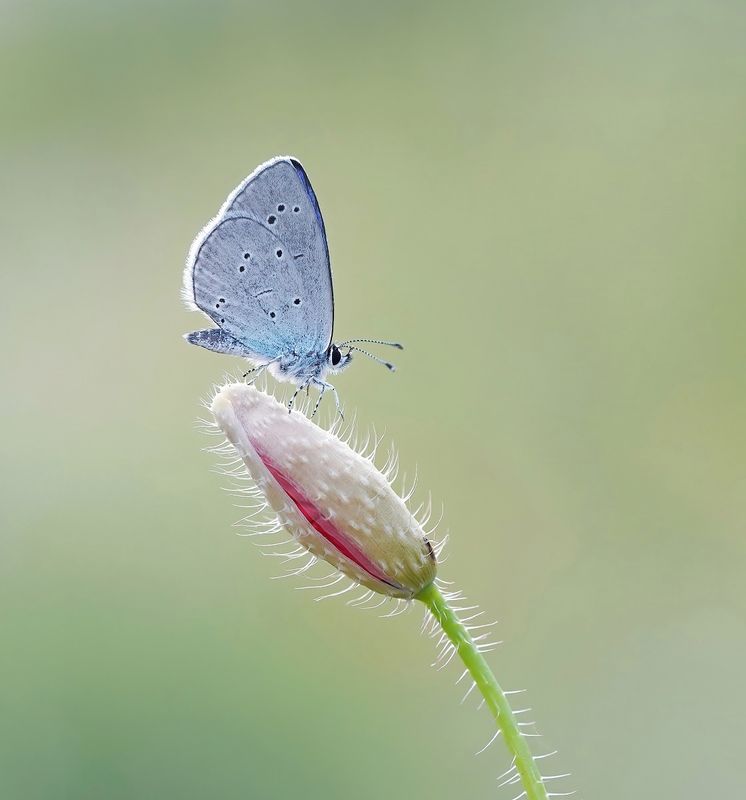 Zuidelijk Dwergblauwtje / Osiris Blue