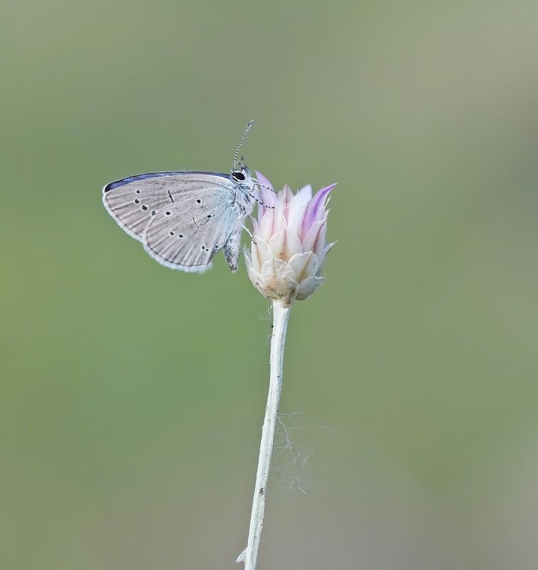 Zuidelijk Dwergblauwtje / Osiris Blue