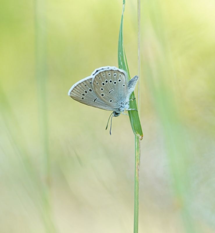 Pimpernelblauwtje / Scarce Large Blue