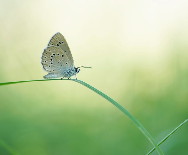 Pimpernelblauwtje / Scarce Large Blue