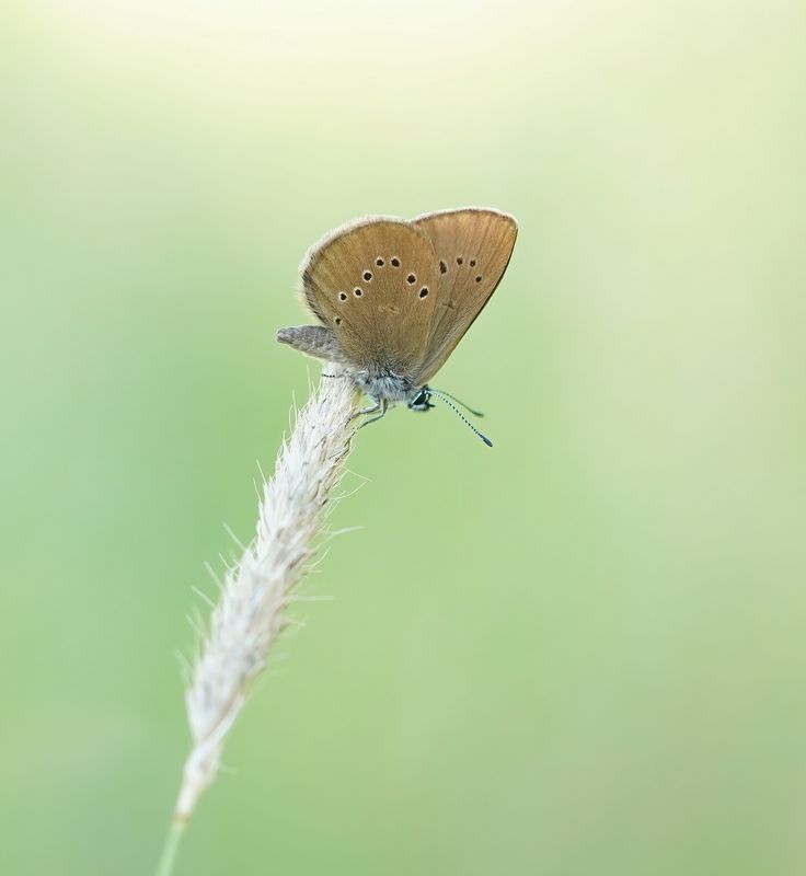 Donker Pimpernelblauwtje / Dusky Large Blue