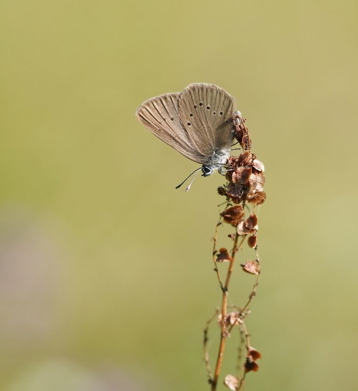 Donker Pimpernelblauwtje / Dusky Large Blue