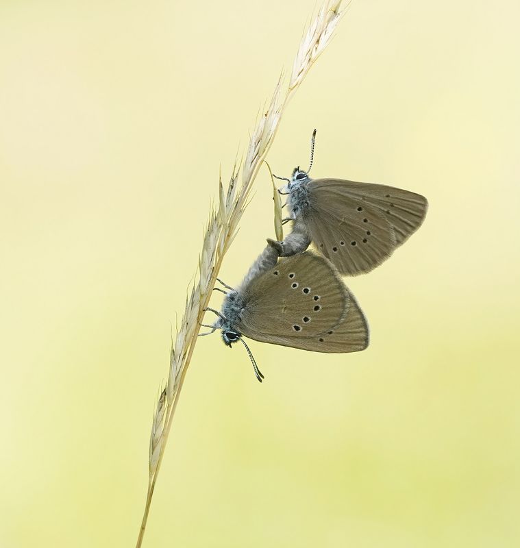 Donker Pimpernelblauwtje / Dusky Large Blue