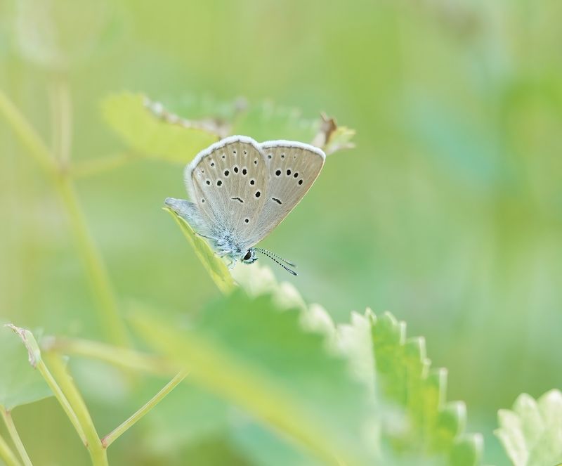 Pimpernelblauwtje / Scarce Large Blue
