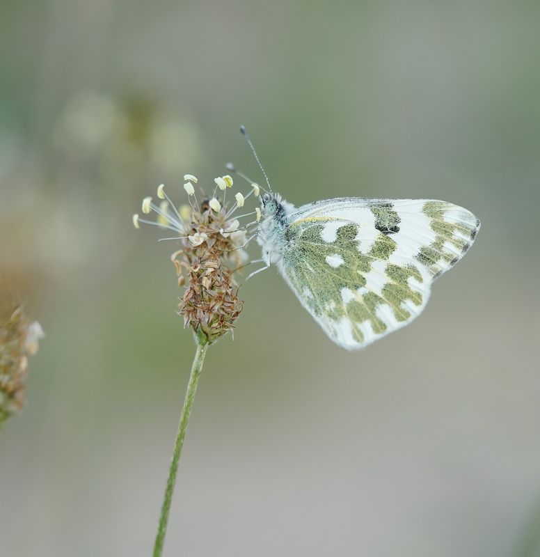 Oostelijk Resedawitje / Eastern Bath White