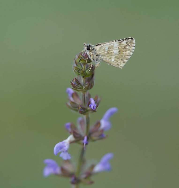 Klein Brandkruiddikkopje / Sage Skipper