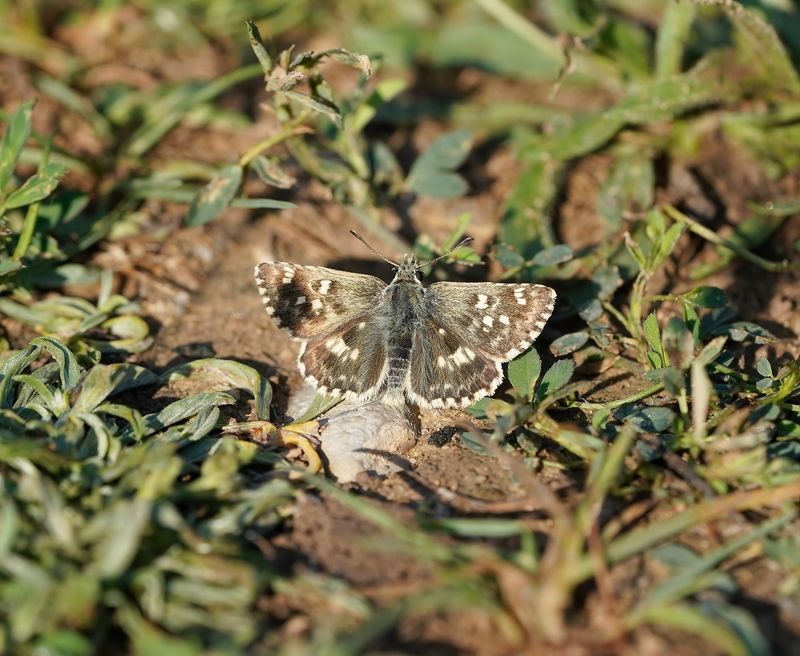Klein Brandkruiddikkopje / Sage Skipper