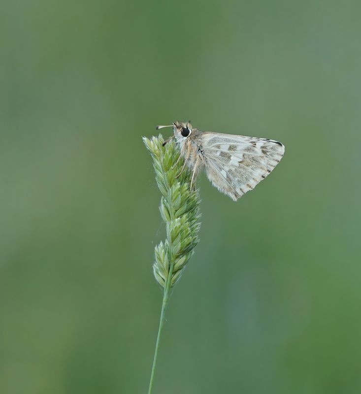 Klein Brandkruiddikkopje / Sage Skipper