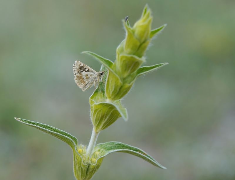 Klein Brandkruiddikkopje / Sage Skipper
