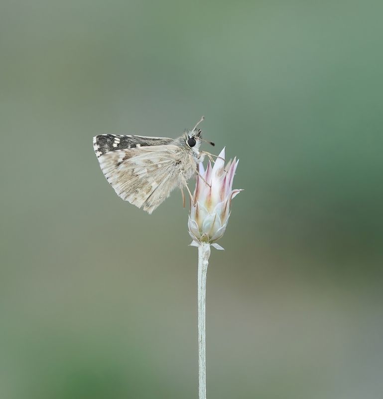 Klein Brandkruiddikkopje / Sage Skipper