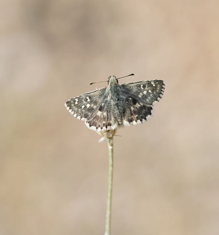 Klein Brandkruiddikkopje / Sage Skipper