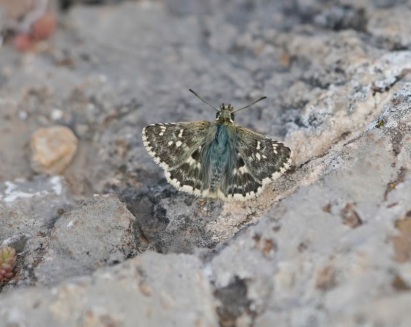 Klein Brandkruiddikkopje / Sage Skipper