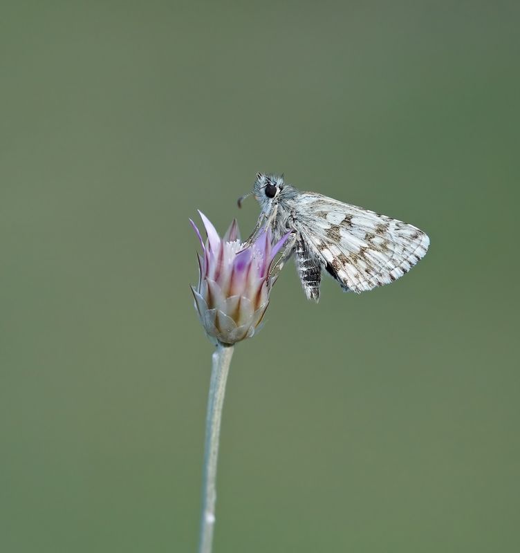 Witgezoomd Spikkeldikkopje / Safflower Skipper