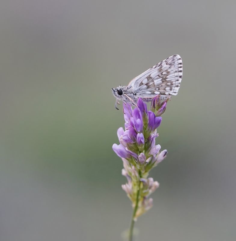 Witgezoomd Spikkeldikkopje / Safflower Skipper