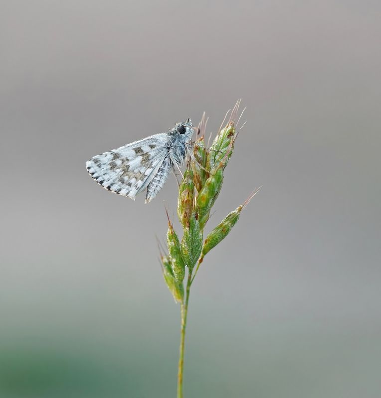 Witgezoomd Spikkeldikkopje / Safflower Skipper
