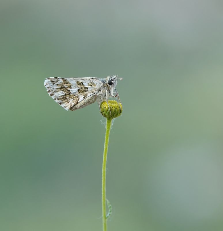 Aambeeldspikkeldikkopje / Rosy Grizzled Skipper