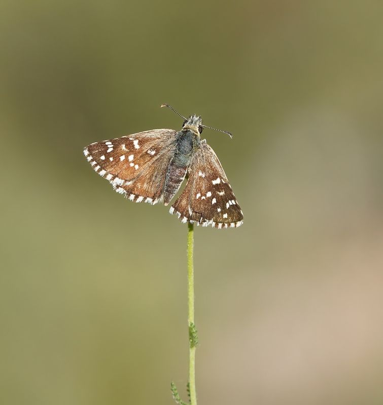 Aambeeldspikkeldikkopje / Rosy Grizzled Skipper