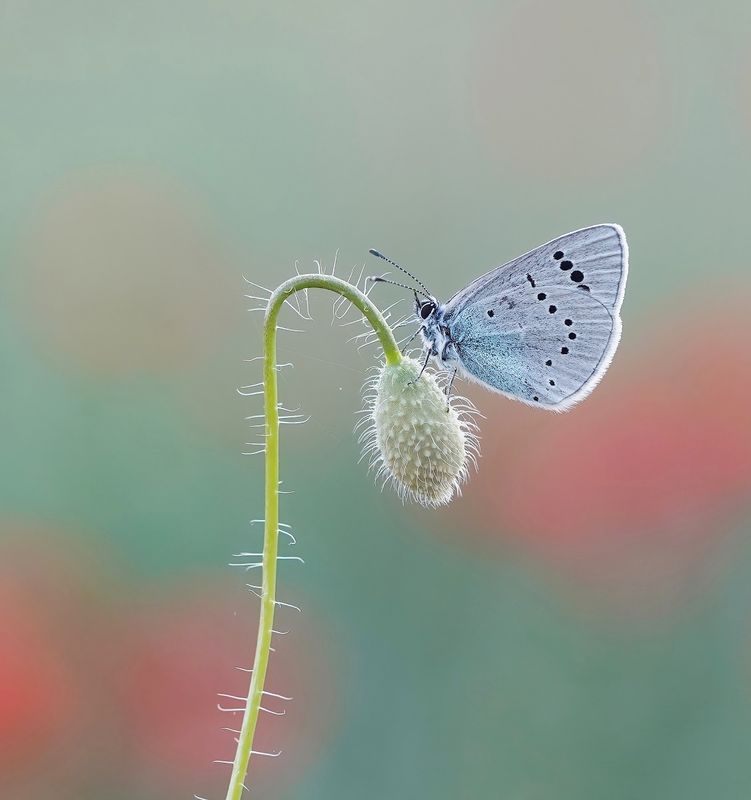 Bloemenblauwtje / Green-underside Blue