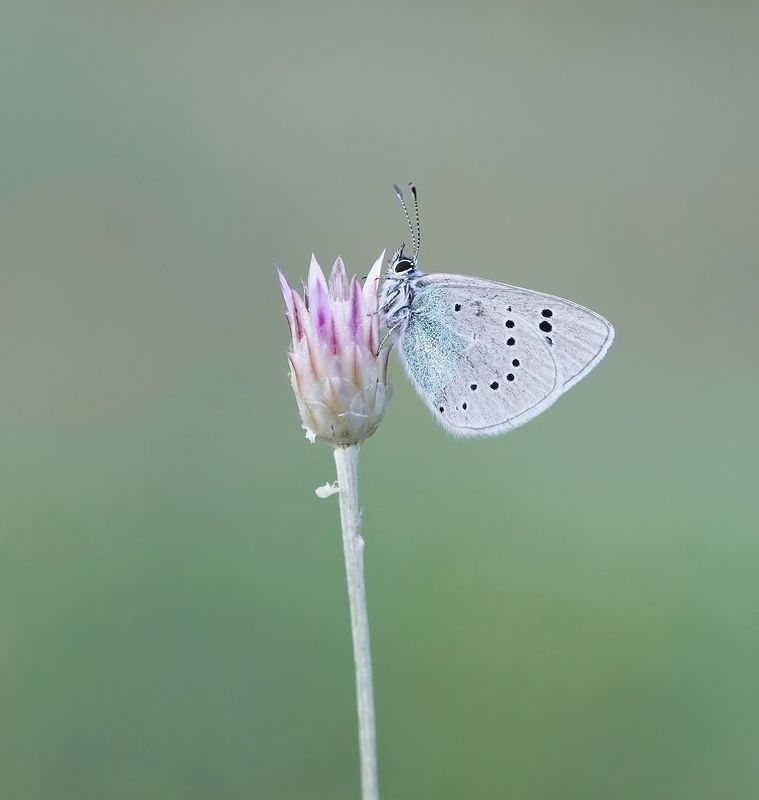 Bloemenblauwtje / Green-underside Blue