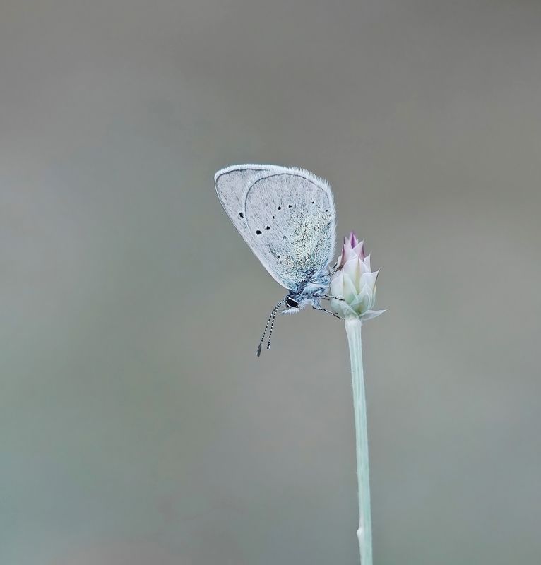Bloemenblauwtje / Green-underside Blue