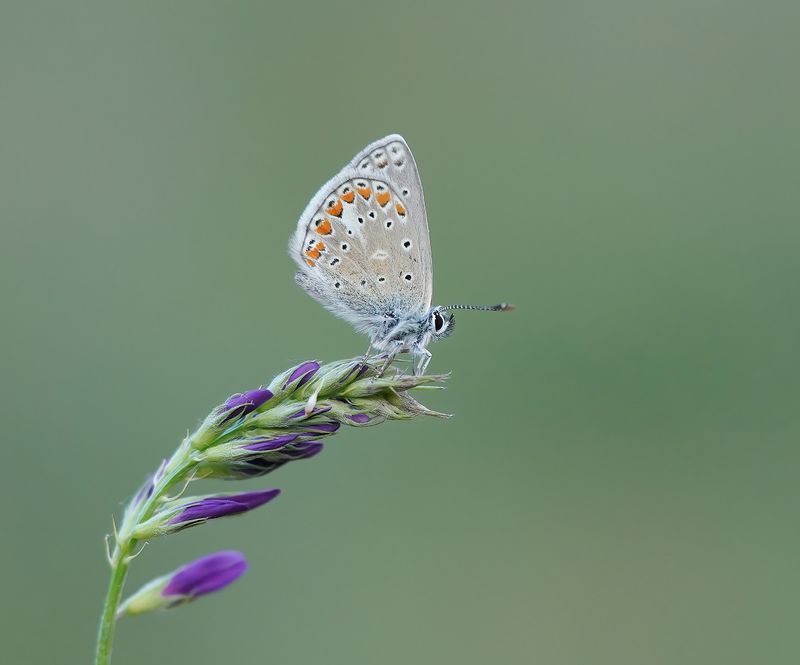 Esparcetteblauwtje / Chapmans Blue